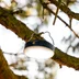 Aqiila Lightbird BL10 Campinglampa med Powerbank 10000mAh